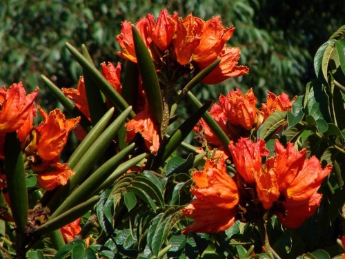 Flame Flower